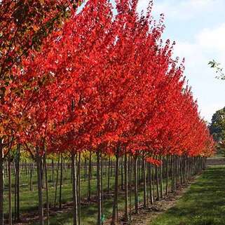 Клен красный Sun Valley (Сан Вэлли)