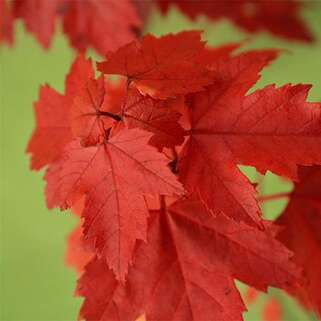 Клен красный Sun Valley (Сан Вэлли)