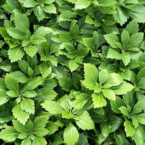 Пахизандра верхушечная Green Carpet (Грин Карпет)