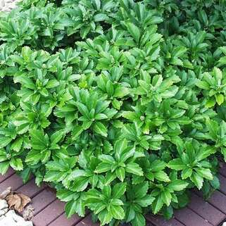 Пахизандра верхушечная Green Carpet (Грин Карпет)