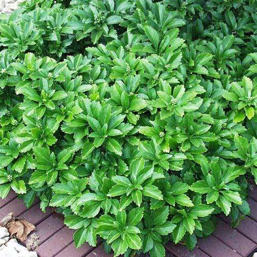 Пахизандра верхушечная Green Carpet (Грин Карпет)