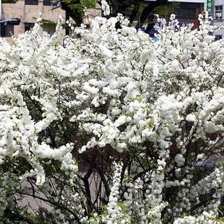 Вишня железистая Alba Plena (Альба Плена)