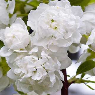 Вишня железистая Alba Plena (Альба Плена)