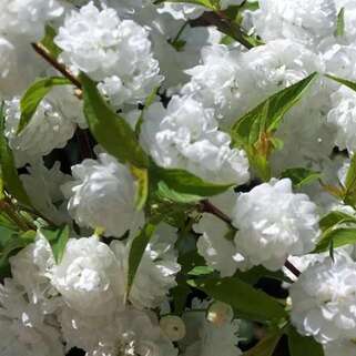 Вишня железистая Alba Plena (Альба Плена)