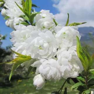 Вишня железистая Alba Plena (Альба Плена)