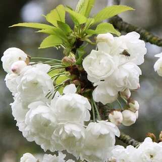 Вишня железистая Alba Plena (Альба Плена)