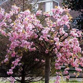Вишня мелкопильчатая Kiku-shidare-zakura (Кику-Шидаре-Сакура) 