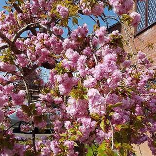 Вишня мелкопильчатая Kiku-shidare-zakura (Кику-Шидаре-Сакура) 