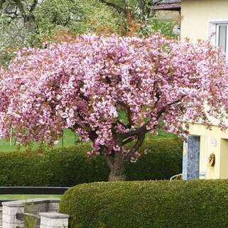 Вишня мелкопильчатая Kiku-shidare-zakura (Кику-Шидаре-Сакура) 