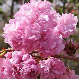 Вишня мелкопильчатая Kiku-shidare-zakura (Кику-Шидаре-Сакура) 