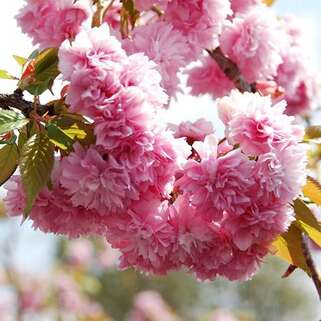 Вишня мелкопильчатая Kiku-shidare-zakura (Кику-Шидаре-Сакура) 