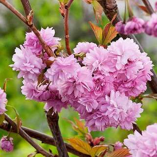 Вишня мелкопильчатая Kiku-shidare-zakura (Кику-Шидаре-Сакура) 