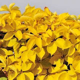 Девичий виноград Yellow Wall (Йеллоу Уолл)