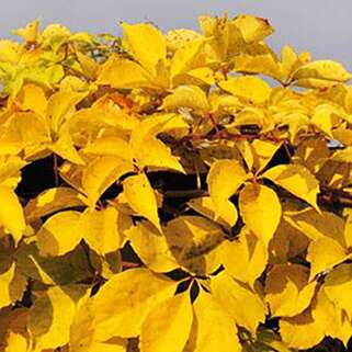 Девичий виноград Yellow Wall (Йеллоу Уолл)