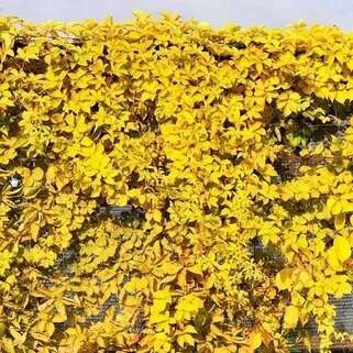 Девичий виноград Yellow Wall (Йеллоу Уолл)