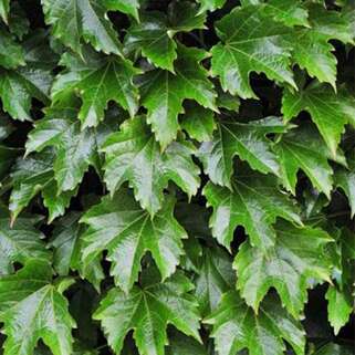 Девичий виноград Diamond Mountains (Диамонд Маунтенс)