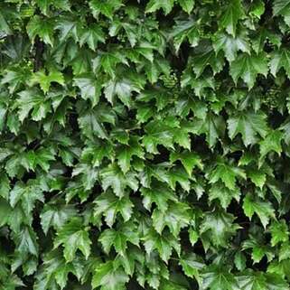 Девичий виноград Diamond Mountains (Диамонд Маунтенс)