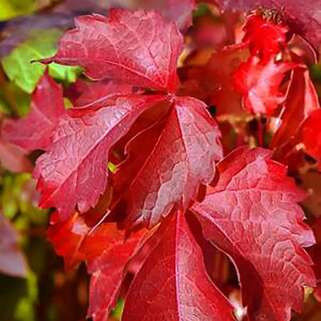 Девичий виноград Diamond Mountains (Диамонд Маунтенс)