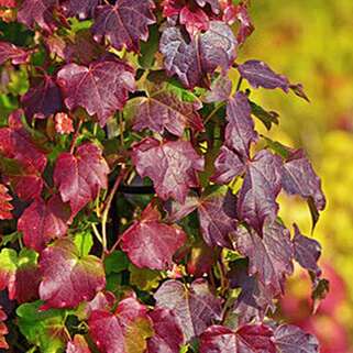 Девичий виноград Diamond Mountains (Диамонд Маунтенс)