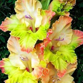 Гладиолус крупноцветковый Kiev (Киев)