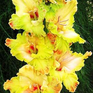 Гладиолус крупноцветковый Kiev (Киев)