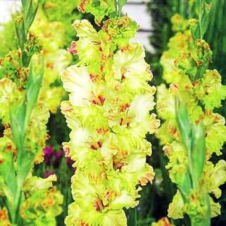 Гладиолус крупноцветковый Kiev (Киев)