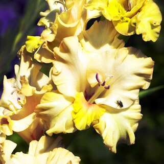 Гладиолус крупноцветковый Vladimir (Владимир)