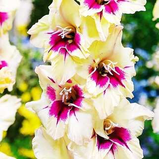 Гладиолус крупноцветковый Kirov (Киров)