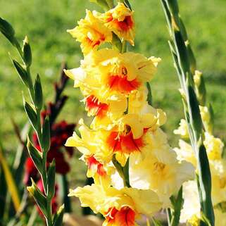 Гладиолус крупноцветковый Jester (Джестер)
