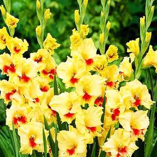 Гладиолус крупноцветковый Jester (Джестер)