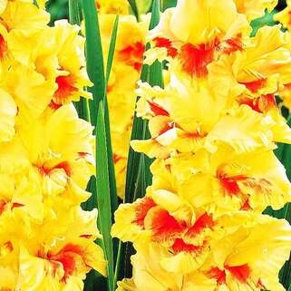 Гладиолус крупноцветковый Jester (Джестер)