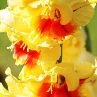 Гладиолус крупноцветковый Jester (Джестер)