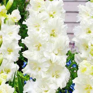 Гладиолус крупноцветковый Murmansk (Мурманск)