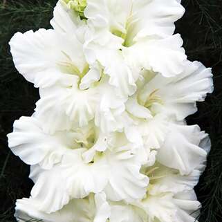 Гладиолус крупноцветковый Murmansk (Мурманск)