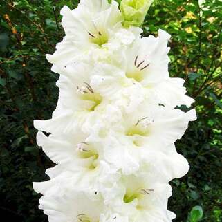 Гладиолус крупноцветковый Murmansk (Мурманск)