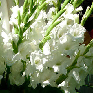 Гладиолус крупноцветковый Bangladesh (Бангладеш)