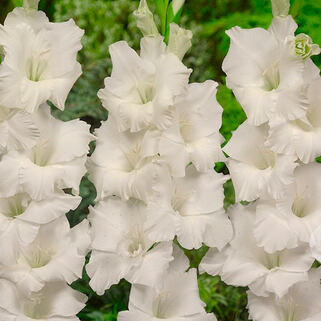 Гладиолус крупноцветковый Bangladesh (Бангладеш)