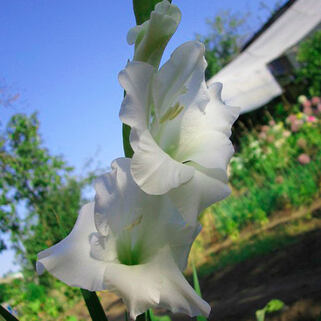 Гладиолус крупноцветковый Bangladesh (Бангладеш)