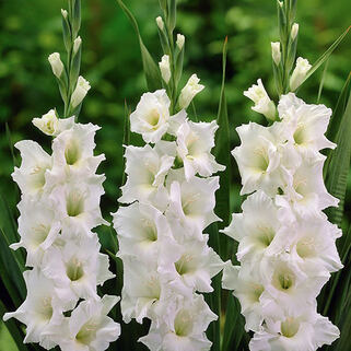 Гладиолус крупноцветковый Bangladesh (Бангладеш)