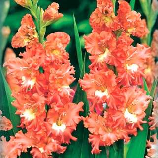 Гладиолус Фриззлд Корал Лейс
