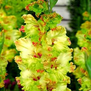 Гладиолус крупноцветковый Kiev (Киев)