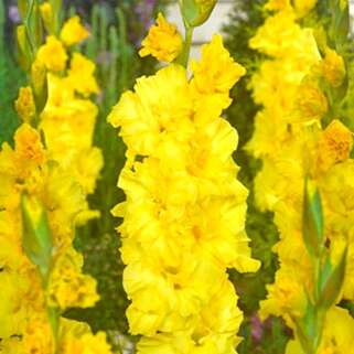 Гладиолус крупноцветковый Vladimir (Владимир)