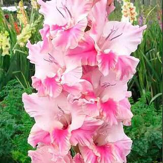 Гладиолус Kaukasus (Кавказ)