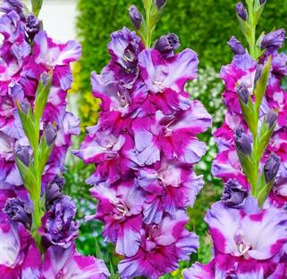 Гладиолус  Petsjora (Печора)