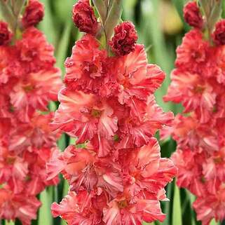 Гладиолус Смоленск (SMOLENSK)