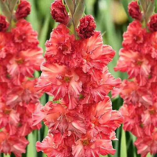 Гладиолус Смоленск (SMOLENSK)