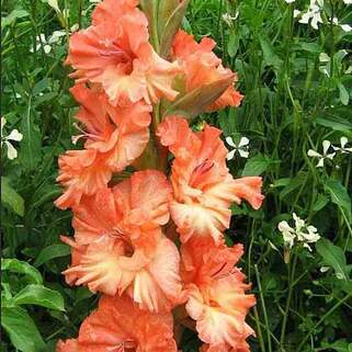 Гладиолус Charkov (Харьков)