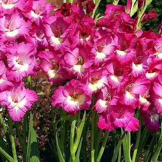 Гладиолус Jo Jo (Джо Джо)