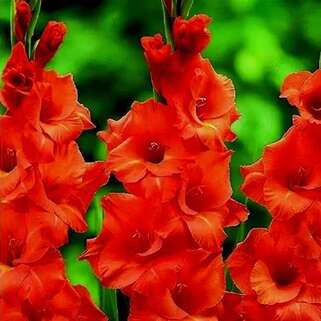 Гладиолус Wig's Sensation (Вигс Сенсейшн)