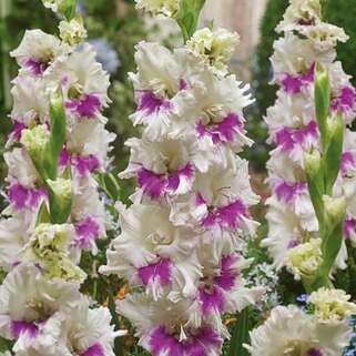 Гладиолус крупноцветковый Kirov (Киров)